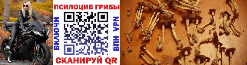 Галлюциногенные грибы Cubensis  Старый Крым 